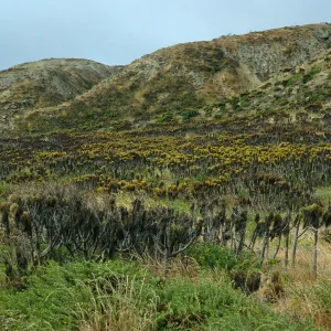 Coreopsis, Northeast coast near Rock Jetty, San Nicolas Island