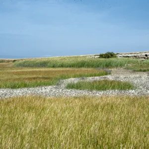 Borrow Pit, Along Monroe Drive, Looking East, San Nicolas Island