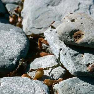 Magic stones eroding out of sandstone, Red Eye Beach, San Nicolas Island