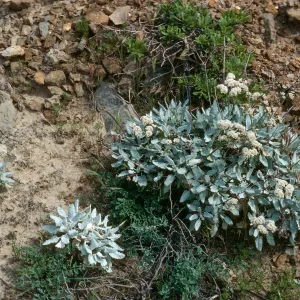 Eriogonum grande timorum, West of Daytona Beach, San Nicolas Island