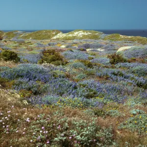 Lupines, coreopsis, abronia, coastal scrub, West of Corral Harbor, San Nicolas Island
