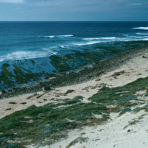 Elephant Seal Beach, East of Rock Crusher, San Nicolas Island