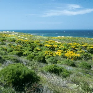 Coreopsis, Northeast flats, San Nicolas Island