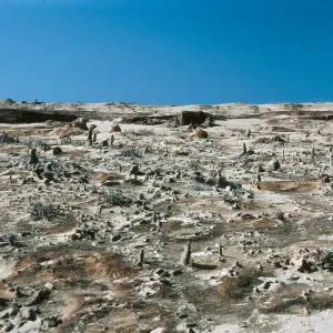 Caliche, West Terrace, San Nicolas Island