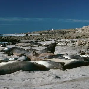 Elephant Seals, West of Daytona Beach, San Nicolas Island