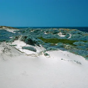 Near Corral Harbor, San Nicolas Island