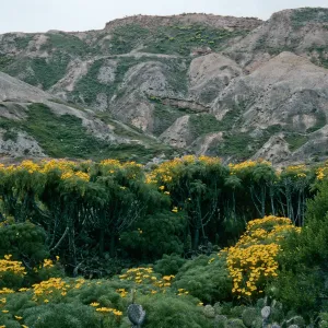 Coreopsis, Northeast side, San Nicolas Island
