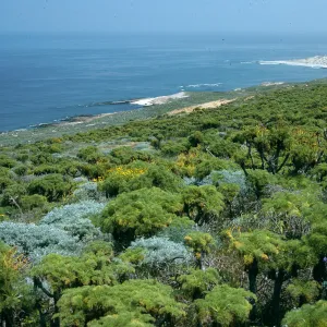 North Escarpment, Above Corral Harbor, San Nicolas Island