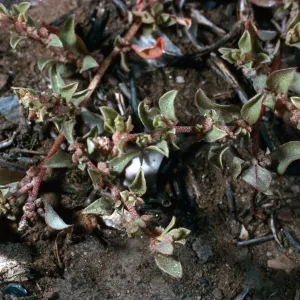 Atriplex pacifica, SN-1137, San Nicolas Island