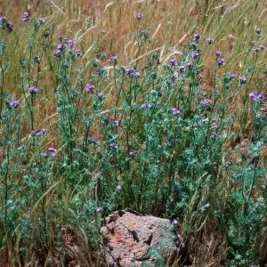Gilia nevinii, East side of Cypress Grove, Guadalupe Island
