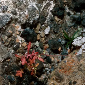 Hutchinsia, South Mesa, Guadalupe Island