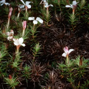 Leptodactylon veatchii, Cedros Island