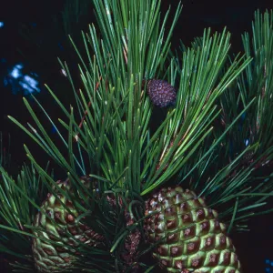 Pinus, Cedros Island