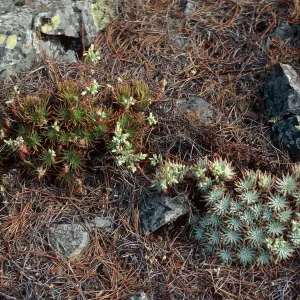 Dudleya (liveforevers), Cedros Island