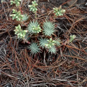 Dudleya (liveforevers), Cedros Island