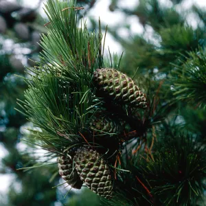 Pinus, Cedros Island