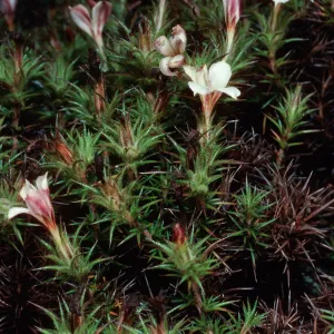 Leptodactylon veatchii, Cedros Island
