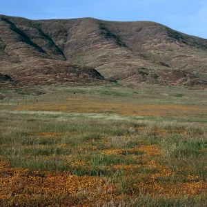 Lasthenia, East of Fraser Point, Santa Cruz Island