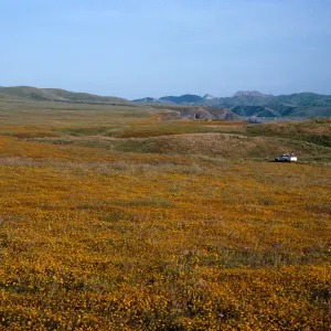 Lasthenia, East of Fraser Point, Santa Cruz Island