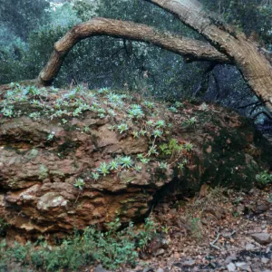 Dudleya greenei, Cañada Del Puerto, Santa Cruz Island