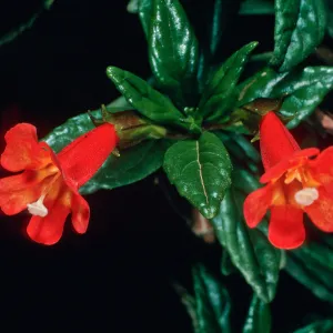 Mimulus flemingii, road from south ridge to airport, Santa Cruz Island