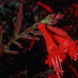 Zauschneria, Santa Cruz Island