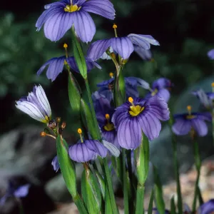 Sisyrinchium bellum, Santa Barbara Botanic Garden