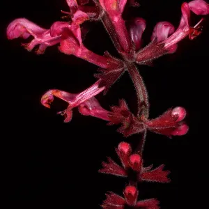 Stachys chamissonis