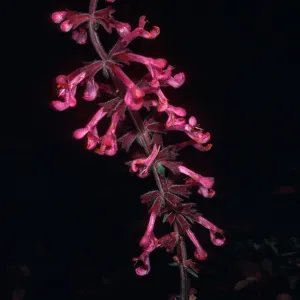 Stachys chamissonis