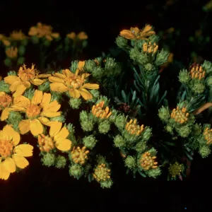 Hemizonia, South Todos Santos Island