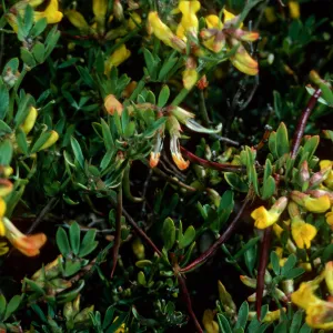 Lotus dendroideus traskiae, Δ Pebble, San Clemente Island
