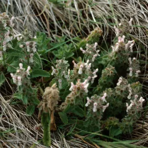 Stachys ajugoides, Dry Lake, San Miguel Island