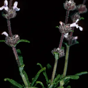 Salvia brandegei (Brandegees Sage), East of Johnsons Lee, Santa Rosa Island