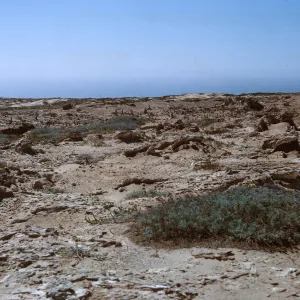 2/ wind-scoured trenchs w/exhumed root casts, Lupinus (Lupine), 65-90 & SN-6