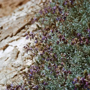 2/ Lupinus (Lupine), 65-91 & SN-8