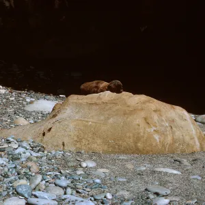 3/ Sea Lion pup on rock, Sea Lion Beach, 65-104 & SN-21