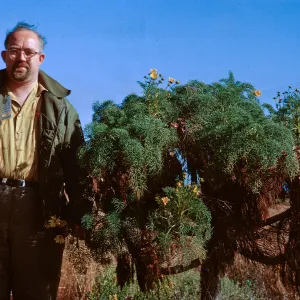 6/ Mr. Sam Rainey & Coreopsis gigantea, 65-121 & SN-38