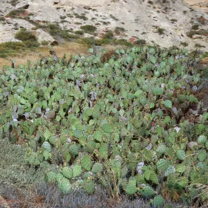 6/ Opuntia, 65-125 & SN-42