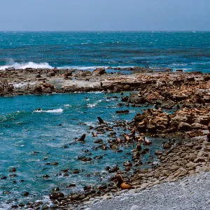 3/ Sea Lions and Sea Lion Beach, 65-139 & SN-56