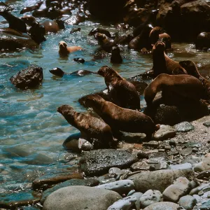 3/ Sea Lions (young pups) at Sea Lion Beach, Zalophus californianus, 68-145 & SN-62