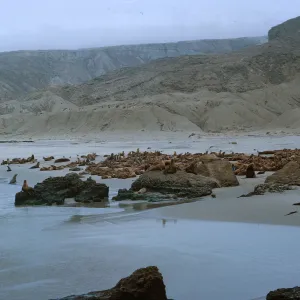 10/ Sea Lion herd - 1 mile Northwest, Dutch Harbor, looking North-Northeast, 65-148 & SN-65