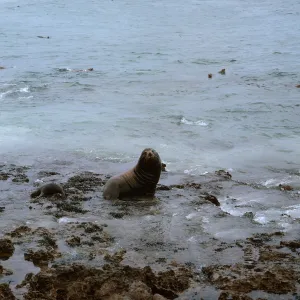 12/ large male Sea Lion, Zalaphus californianus, Northwest of Dutch Harbor, 65-167 & SN-84