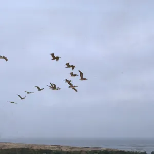 16/ flight of pelicans - South of Sea Lion Beach, 65-182 & SN-99