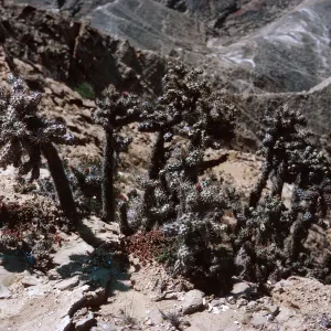 24/ at head of steep Southwest facing gully, 65-213 & SN-130