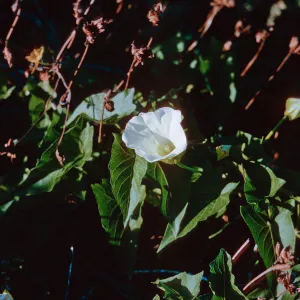 San Nicolas Island, 65-248 & SN-165
