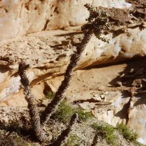 San Nicolas Island, 65-267 & SN-184