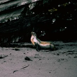 San Nicolas Island, 65-298 & SN-215