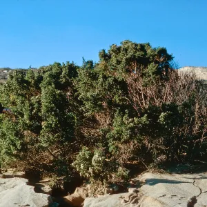San Nicolas Island, 65-324 & SN-241