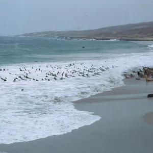 Sea Lions in water & on beach, Northwest of Dutch Harbor, 66-4 & SN-260
