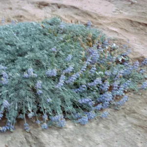 Lupinus (Lupine), 66-12 & SN-228